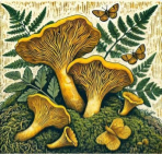 mushroom 5